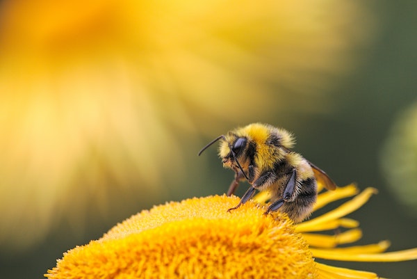 TV-Auftritt Wildbienen