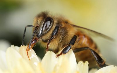 Podcast: Wild- und Honigbienen