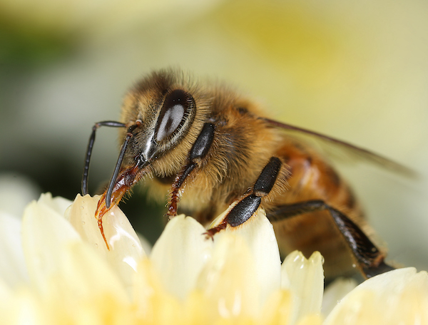 Podcast: Wild- und Honigbienen