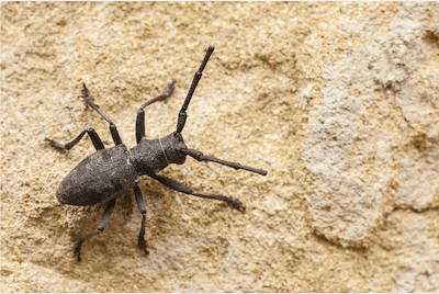 Lesung Insekten