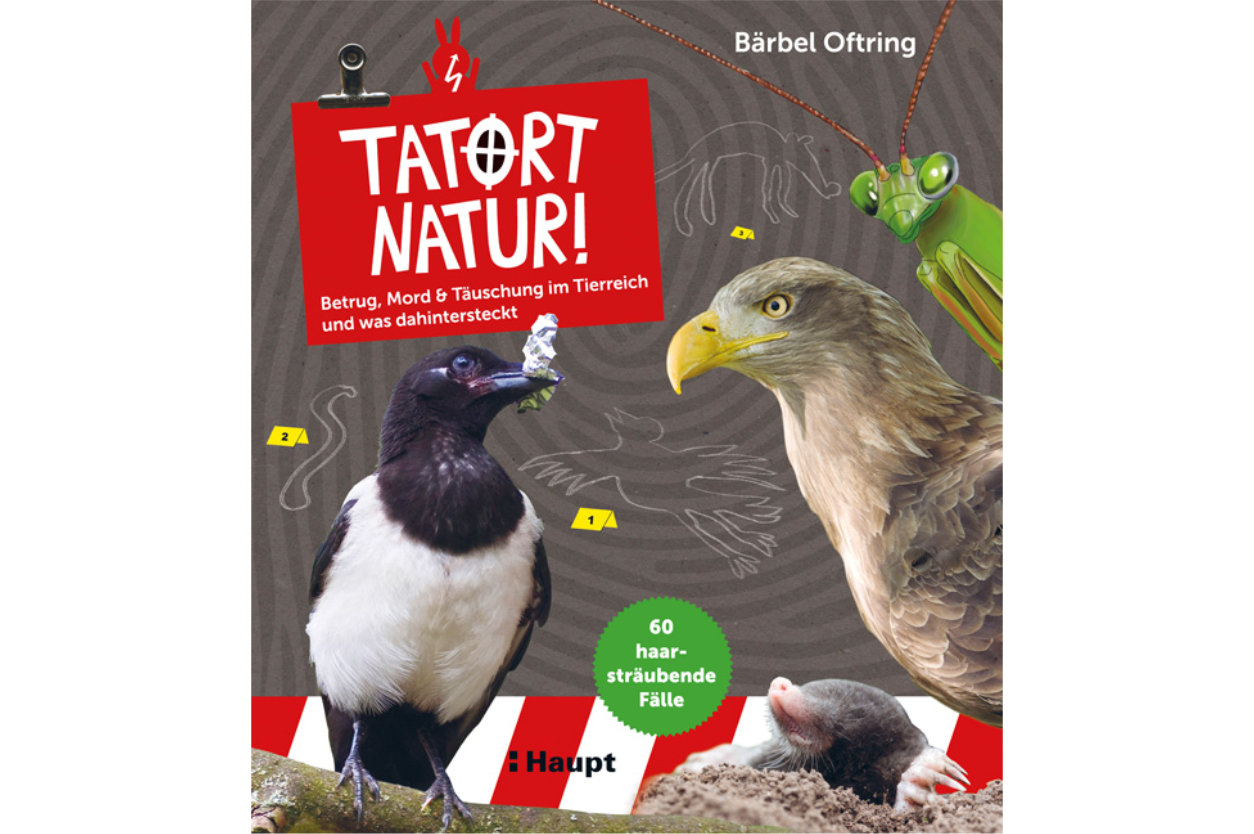 Buch INSEKTEN - Baerbel Oftring