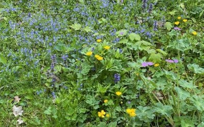 Was die Farben im Garten und in der Landschaft sagen