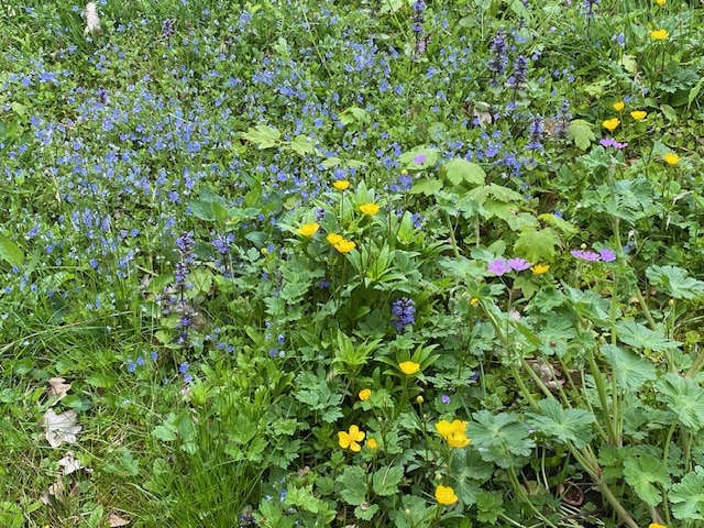 Farben im Garten - Bärbel Oftring Farben im Garten - Bärbel Oftring